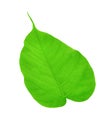 Religion Pipal Tree, Bohhi leaf, Peepul, Ficus Royalty Free Stock Photo