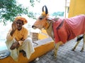 A religious hindu man in traditional attire sitting with his cow