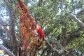 In a religious place where god has once set his foot and left impressions of his feet. People as a belief tie things around tree.