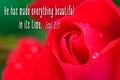 Religious Quote - Ecclesiastes 3:11 on beautiful, red rose Royalty Free Stock Photo