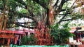 Religious tree in India with very holy believes