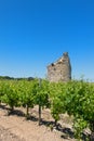 Remain of a tower in vine yard