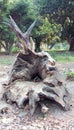 The remainder of a tree trunk