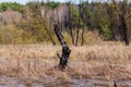 Remainder of burnt wood in wetlands