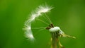 Remaining dandelion seeds