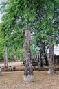 The remaining standing columns of a Buddhist monastery at the ancient city in Polonnarawu Royalty Free Stock Photo