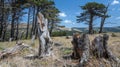 The remaining stubs of trees their barks and exposed roots a testament to the fierce strength of the winds Royalty Free Stock Photo