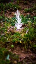 remaining white feather of a bird devoured by a wolf