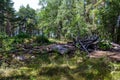 Remainings of a destroyed wooden building in the forest of Hanko Finland Royalty Free Stock Photo