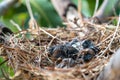 The remains of the baby bird died inside its nest