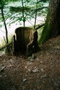 Remains of bark from an old stump in the forest by the water near the trunk of a tree. Royalty Free Stock Photo