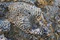 Bleached skeleton of a brain coral on a rock in Egypt