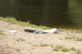 Remains of a bonfire on the beach near the lake. The pizza box lies on the sand against the background of the water.