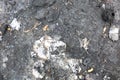 Burnt Car Parts in Asphalt Parking Lot