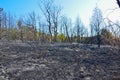 Remains of burned trees Royalty Free Stock Photo