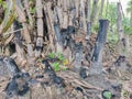 remains of burnt bamboo groves