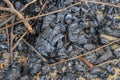 The remains of a burnt tree after a fire. Extinct fire. Selective focus Royalty Free Stock Photo