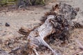 Remains of a cactus skeleton in the Andes desert of Argentina Royalty Free Stock Photo