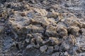 Remains of a Red Sea brain coral skeleton on the shore of the Red Sea