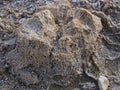 Skeleton of a large brain coral on a beach on the shore of the Red Sea at Marsa Alam.