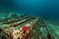 Remains and cargo of the Yolanda in the Red Sea. Royalty Free Stock Photo