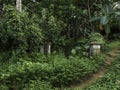 Remains of a civilian hospital built by the Japanese on Tonoas Island, Truk Royalty Free Stock Photo