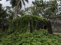 Remains of a civilian hospital built by the Japanese on Tonoas Island, Truk Royalty Free Stock Photo