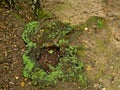 Remains of a cut tree with moss on the forest floor