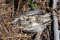 Remains of a dead bird with feathers disease epidemics in nature ecological disaster Royalty Free Stock Photo