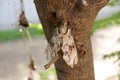 The remains of a dead butterfly on a tree Royalty Free Stock Photo