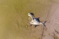 The remains of dead decaying fish lie in flowering water on the shore of a reservoir. Ecological problem of environmental