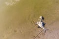 The remains of dead decaying fish lie in flowering water on the shore of a reservoir. Ecological problem of environmental