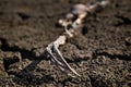 Dead heron in dried out Lake