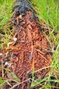 The remains of dead trees began to disintegrate On the green grass