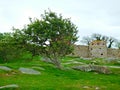 Remains of the defensive walls of Hammershus Castle, Bornholm, Denmark Royalty Free Stock Photo