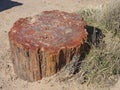 The stump of an ancient tree turned to stone in the Petrified forest.