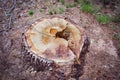 The remains of a felled tree - a tree trunk Royalty Free Stock Photo