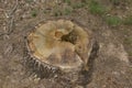 The remains of a felled tree - a tree trunk Royalty Free Stock Photo