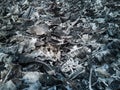 The remains of fire, leaf debris and grass debris