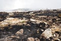 Remains of a forest fire with burned scrub Royalty Free Stock Photo