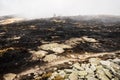 Remains of a forest fire with burned scrub Royalty Free Stock Photo