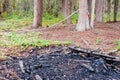 Remains of forest fire extinguished just in time Royalty Free Stock Photo