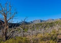 Remains of Forest Fire With The Spring Mountain Range Royalty Free Stock Photo