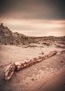 Remains of a Fossilized Tree, Unusual Place on Earth in Bisti Badlands, New Mexico, Usa