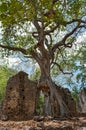 Remains of Gede in Kenya, Royalty Free Stock Photo