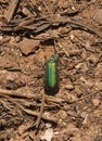 Remains of a green blister beetle Royalty Free Stock Photo