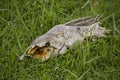 Hypostomus dead on the floor. Royalty Free Stock Photo