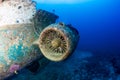 Remains of a jet engine on an underwater aircraft wreck