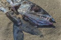 Remains of Lancetfish washed ashore