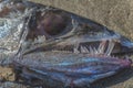 Remains of Lancetfish washed ashore